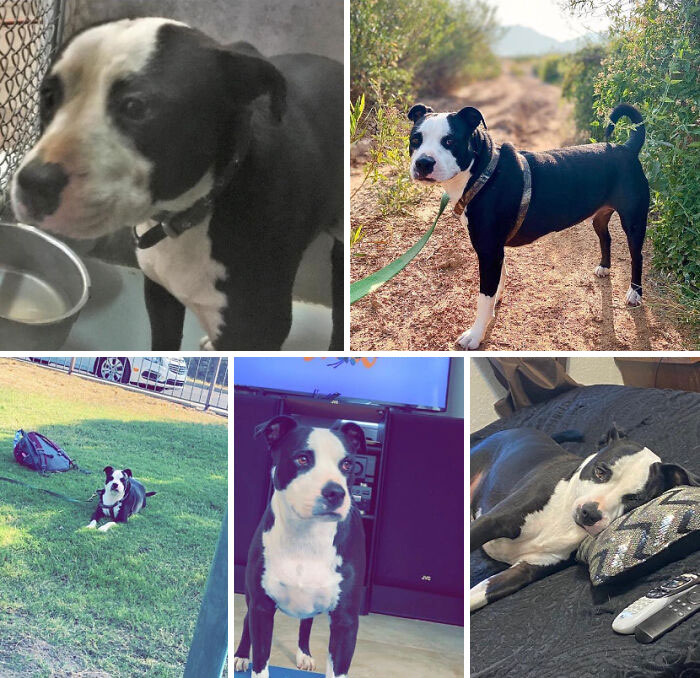 The Top Left Picture Is Before I Adopted Him The Rest Are After I Turned Him Into A Brat, I Hope He Knows His Birthdays Will Never Be Spent In A Shelter Again. It's His First Year With Me & He Has Improved So Much