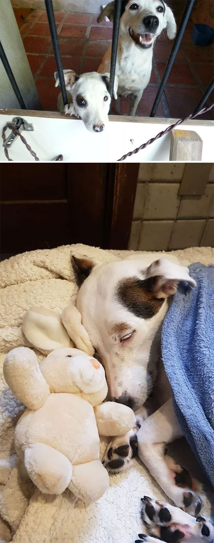 Also - Tomorrow Marks 10 Years Since I Found Cup And Cake. I Was Meant To Only Foster Them, But They Were Named By The Following Morning. Best Decision Ever