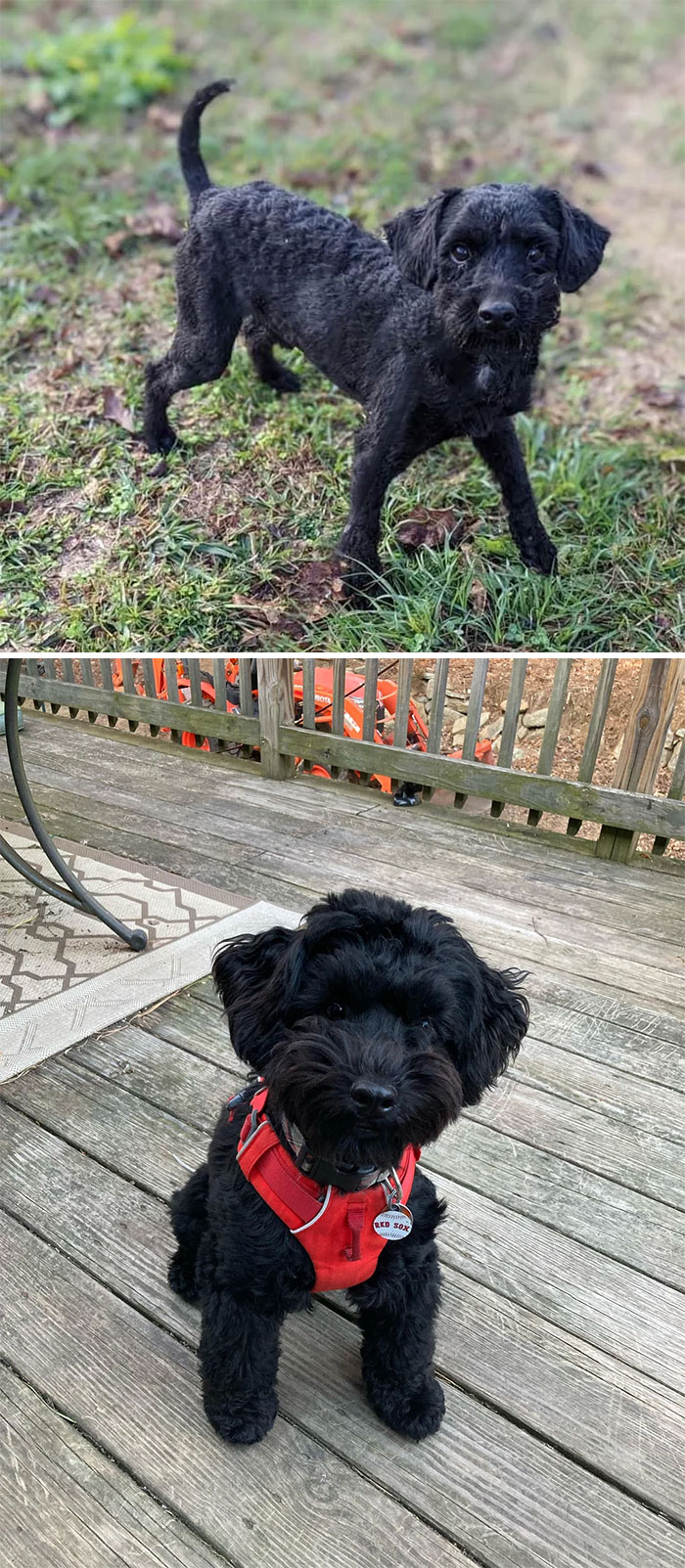 ¡Qué increíble transformación post adopción!