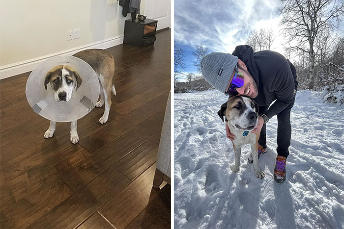 Tank Turns 5 This Year. We Were His 3rd Owner By His First Birthday