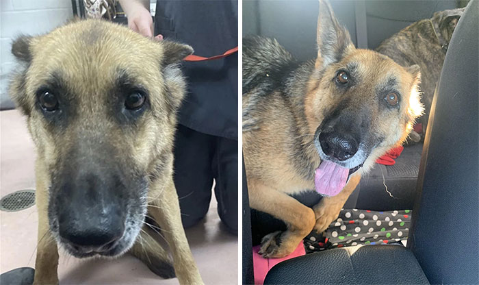 Our Girl's Intake Photo And On The Way Home