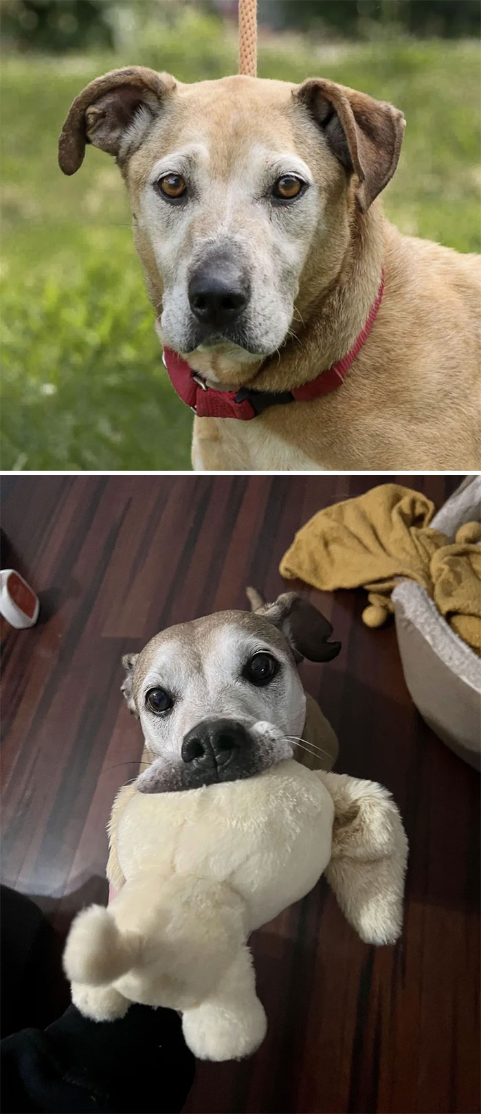 Here Is Miss Rosalie! Her Adoption Photo And The Day I Brought Her Home 1.5 Years Ago To Just Recently 💜