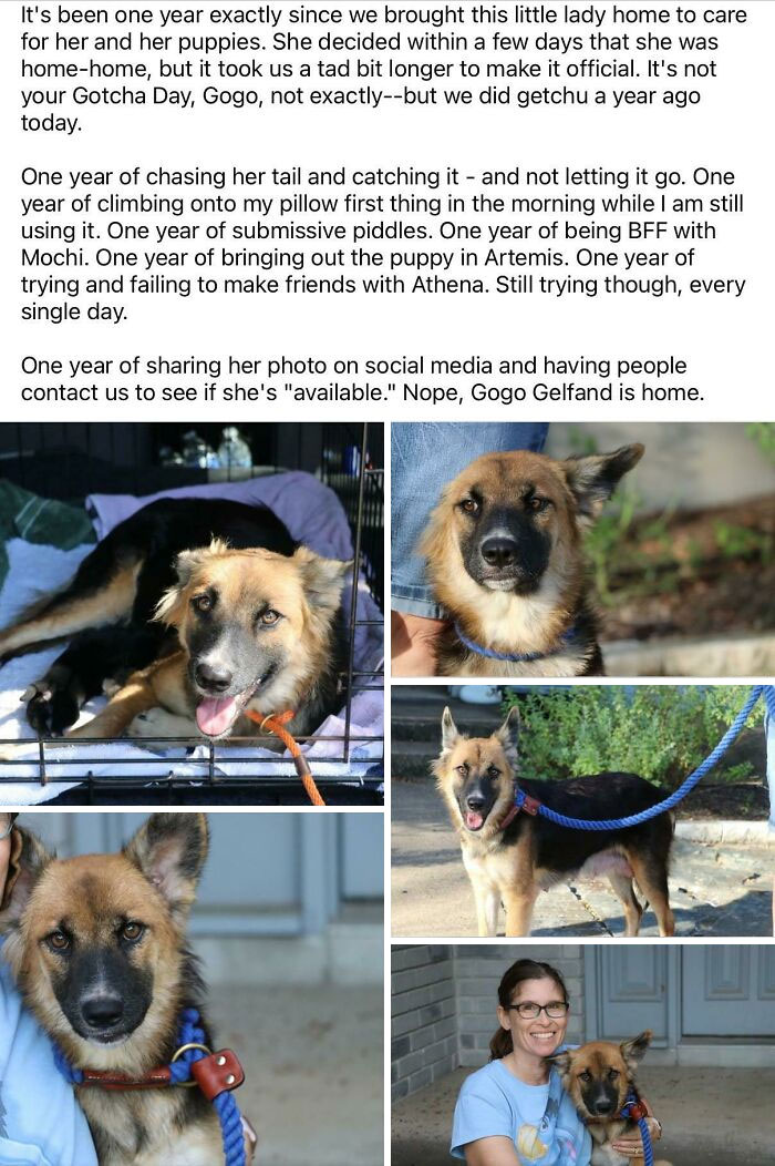 1 Year Age, I Drove 3+ Hours Each Way To Pick A Momma And Her 10 Pups Up