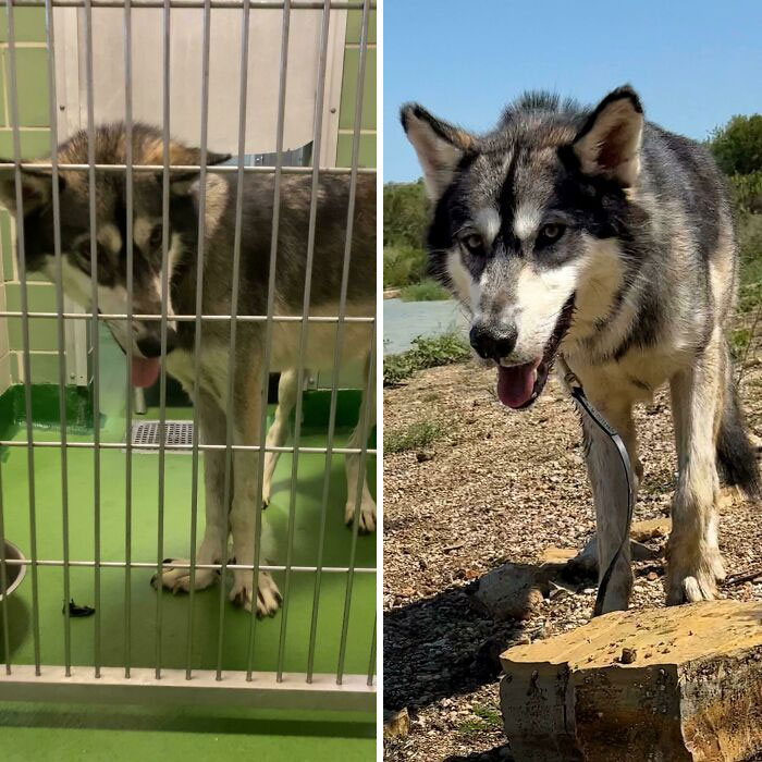 Kenai Starts His Heartworm Treatment Tomorrow, I Can’t Wait For Him To Be Heartworm Free! He’s Come So Far In The Month I’ve Had Him. Already Gained 12 Pounds!