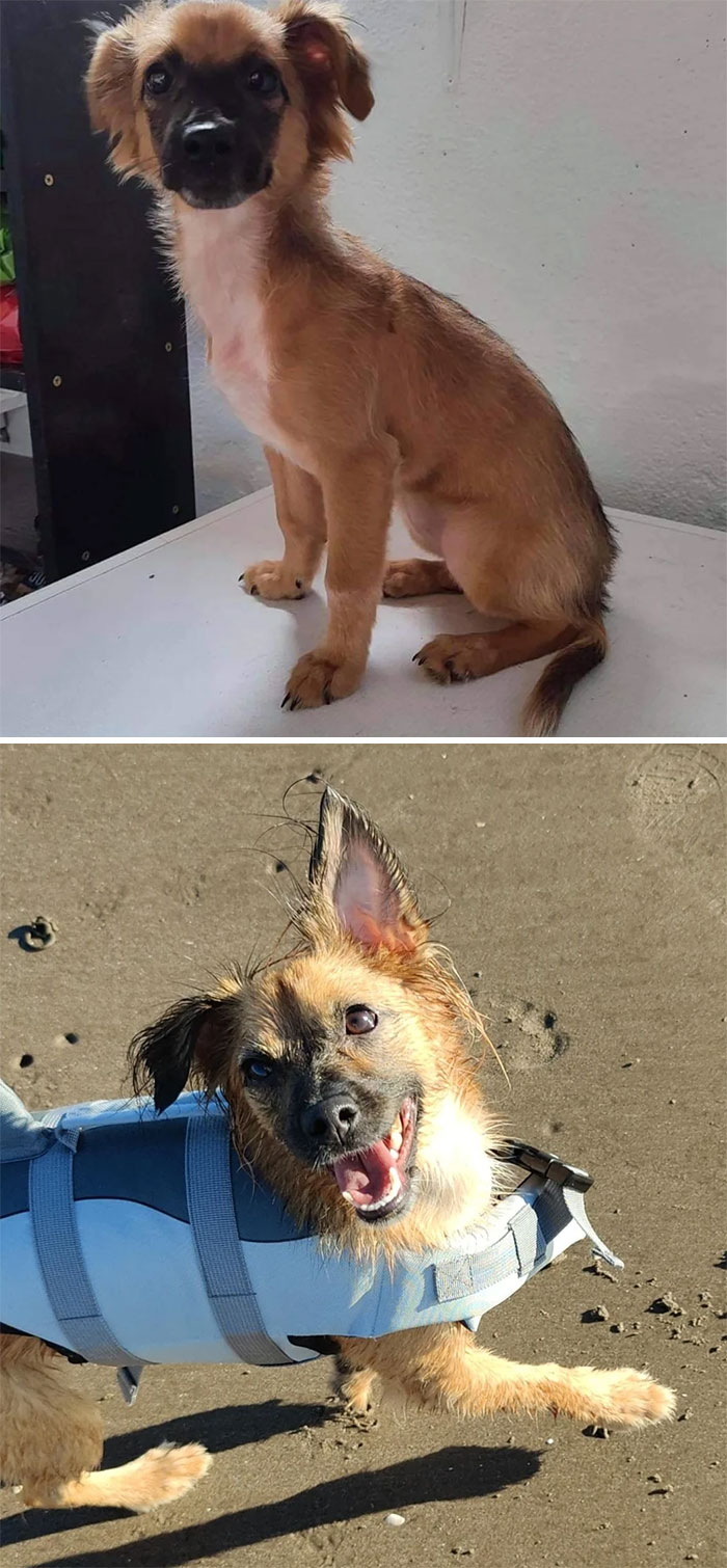 My Small Adventure Dog, Kiwi, Adopted From A Shelter In Spain When She Was A Nervous 5 Month Old. So Loving She'd Make Friends With A Leaf If It Moved. Wanna Guess Her Breed Mix?