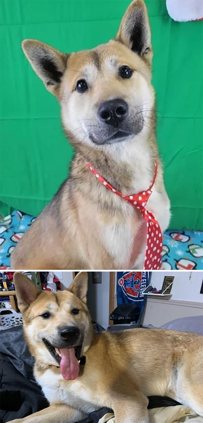 Patrick The Rescued Meat Dog. He Came With A Serious, Slightly Worried Expression; Now He’s All Smiles