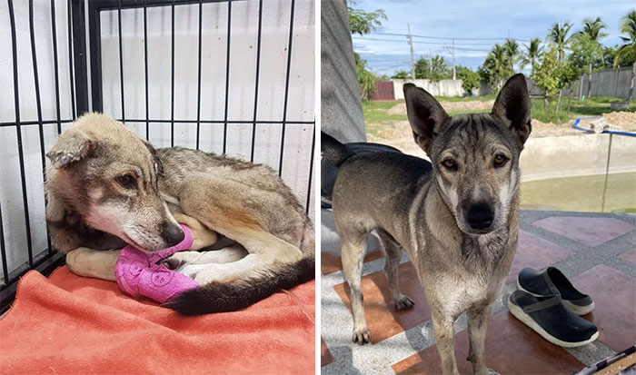 Jack - He Was Almost A Goner For Sure But We Fixed Him Up Good And Gave Him An Awesome Home For Life