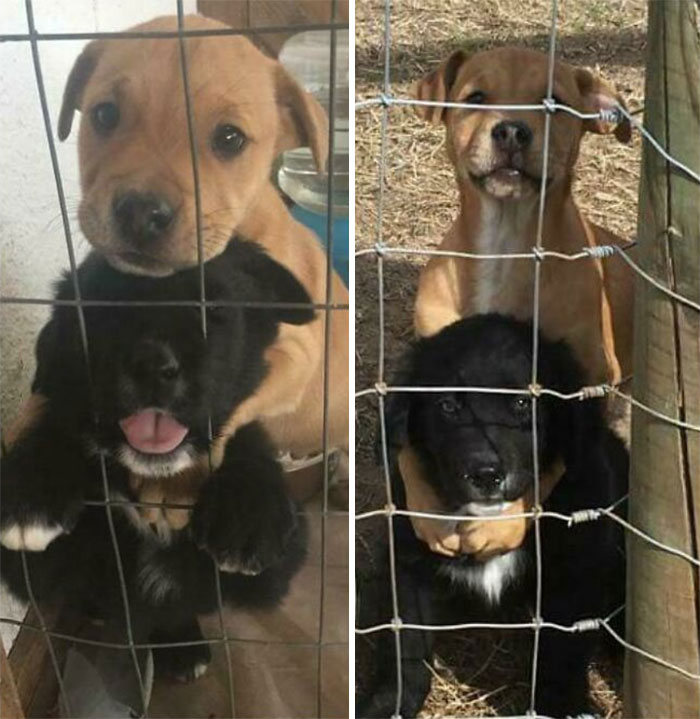 Los mejores amigos, entonces y ahora