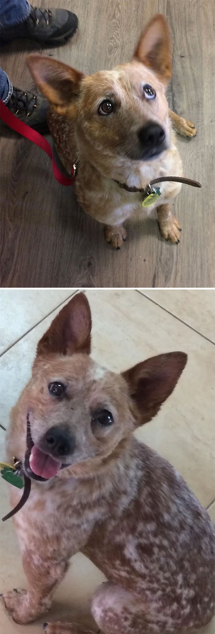 First Time Adopting A Deaf Dog. 3 Years Later I Wouldn’t Have It Any Other Way