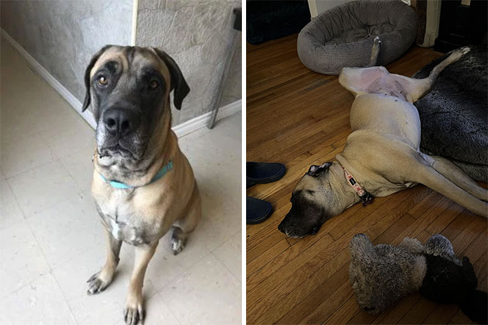 We Adopted Sophia On Friday!