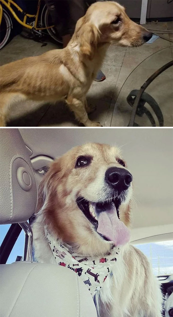 Honey, My Foster Pup. Found Starving On The Street. Has Been Adopted. I Can’t Get Over The Transformation Any Time I See A New Pic