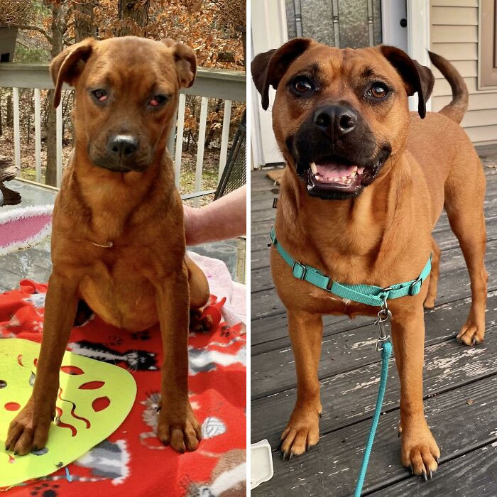 Updated Before And After! I Did One After Having Her For About 6 Months, Here Is 2.5 Years Later. She’s The Greatest Companion And Gives My Son Endless Cuddles