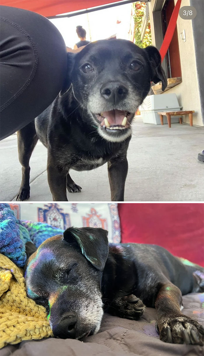 The Day I Adopted Him And Now, Two Years Later!