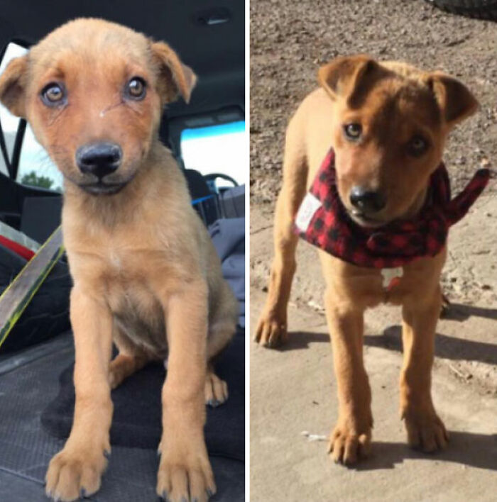 Piper, The Day I Found Her As A Stray And A Week After We Decided To Keep Her