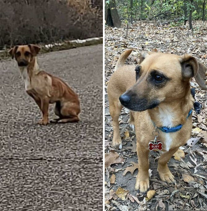 From Being Found Starving And The Rescue Pleading For A Foster To Welcome Her To Now, 3 Years Later