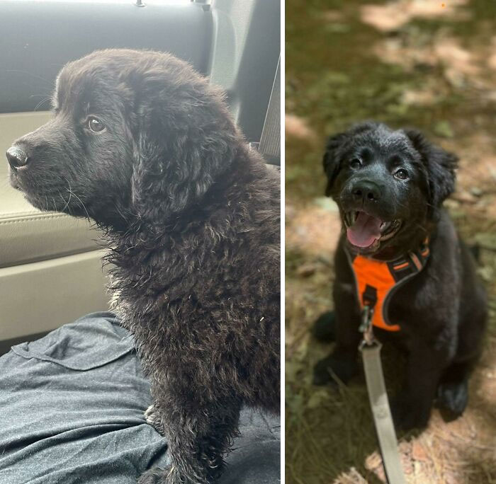 He Was Abandoned In The Road. Now Look At Him. He’s The Best!