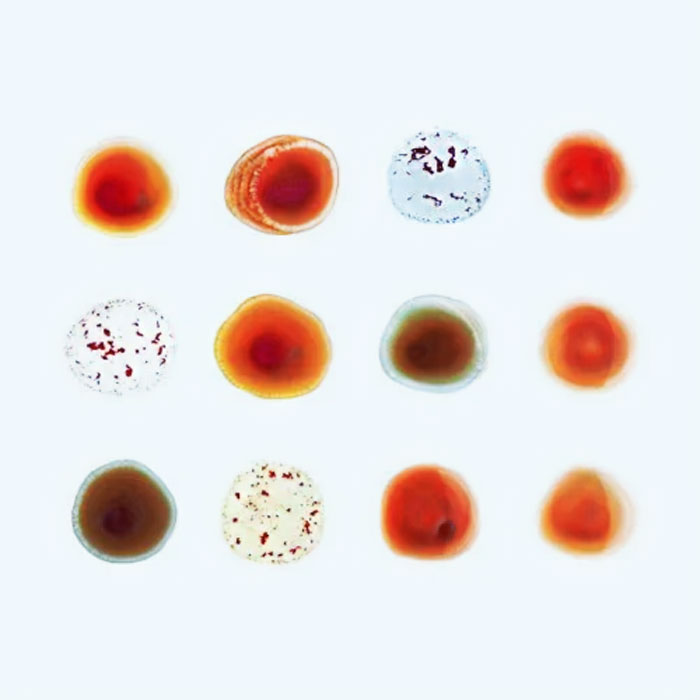 Peter Gabriel – Book Of Love song cover 