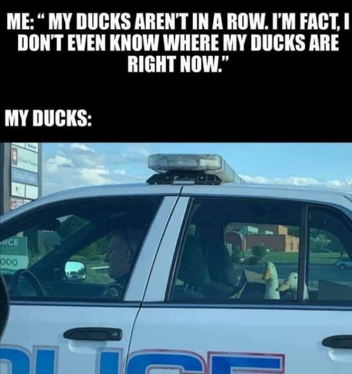 Birds-Memes-Funny-Images