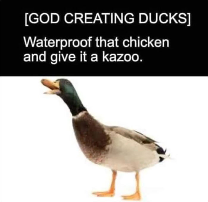 Birds-Memes-Funny-Images