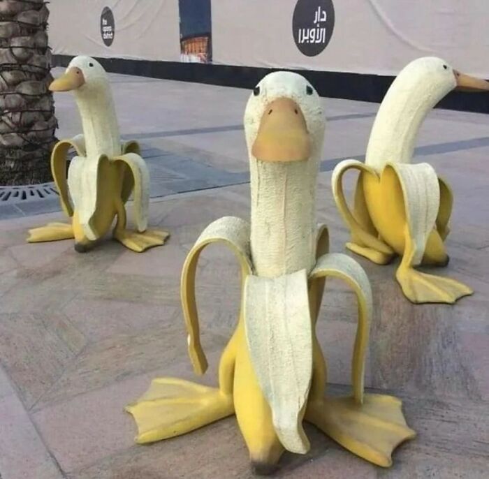 Birds-Memes-Funny-Images