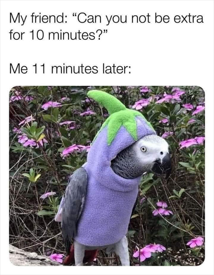 Birds-Memes-Funny-Images