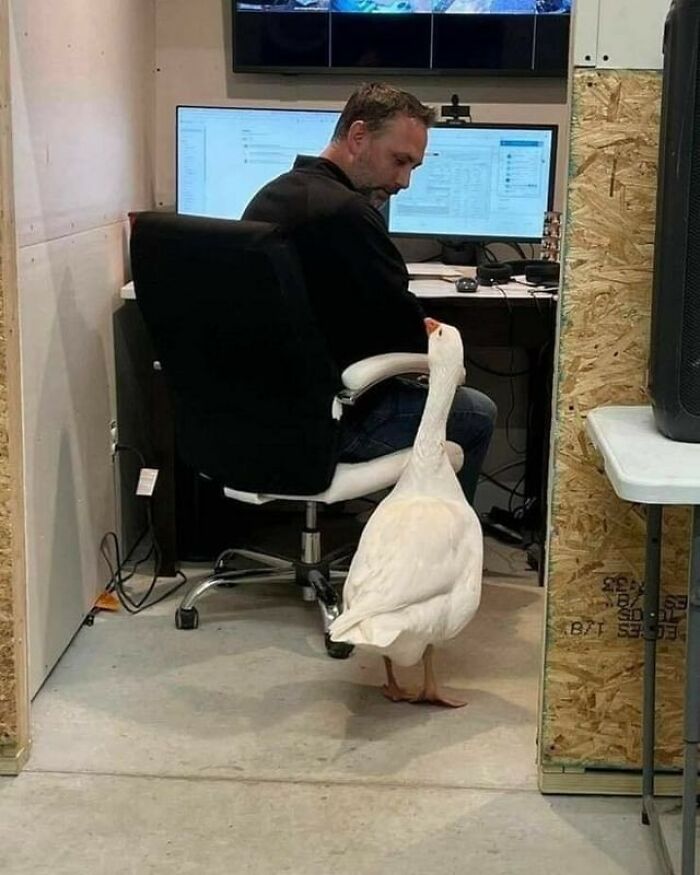 Birds-Memes-Funny-Images