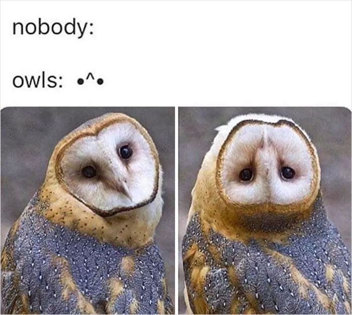 Birds-Memes-Funny-Images