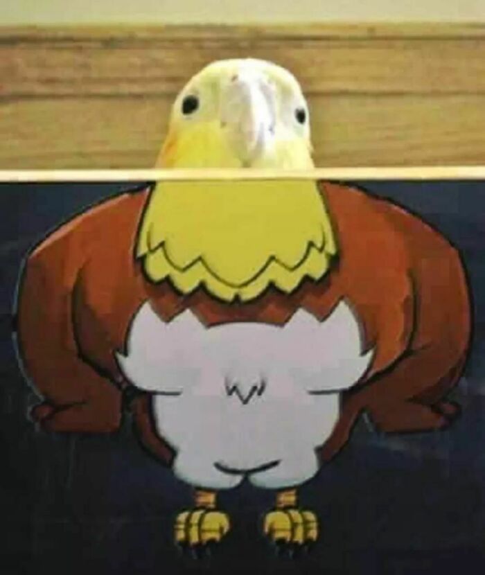 Birds-Memes-Funny-Images