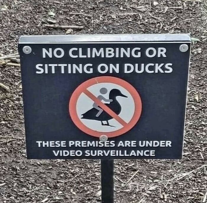 Birds-Memes-Funny-Images