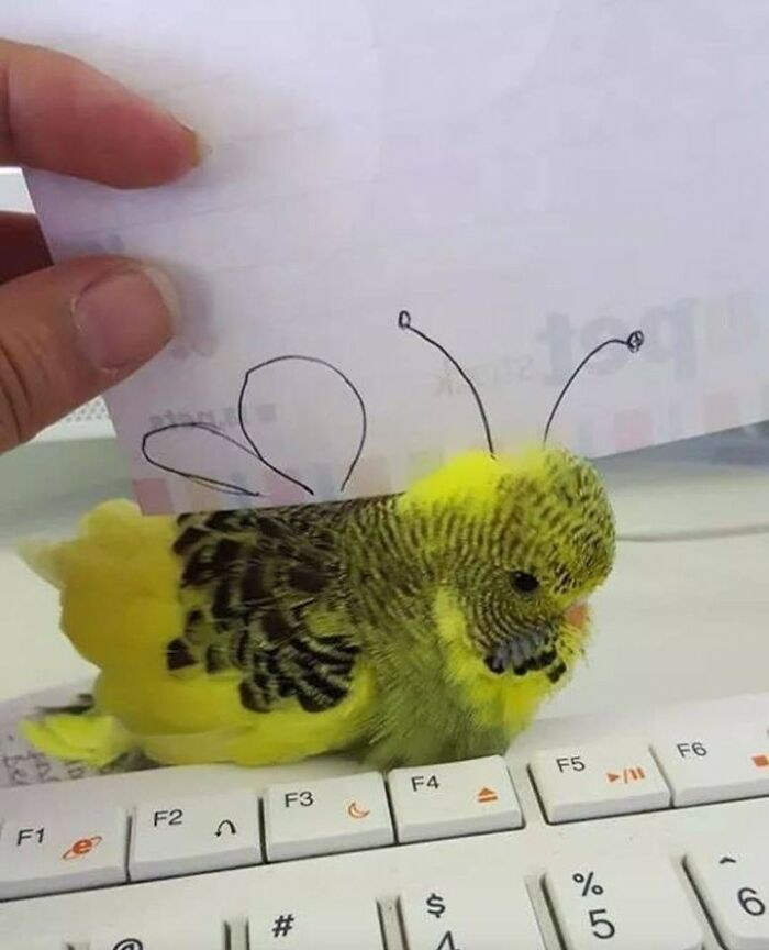 Birds-Memes-Funny-Images