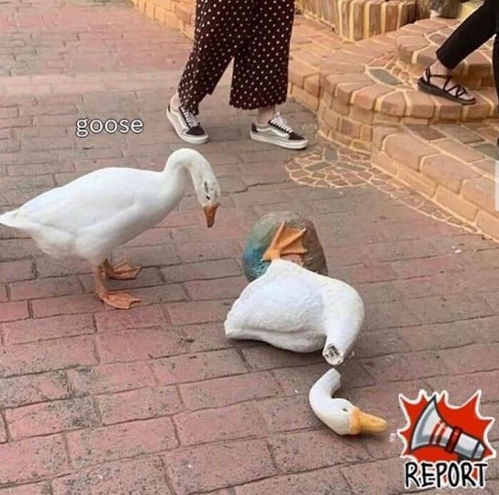 Birds-Memes-Funny-Images