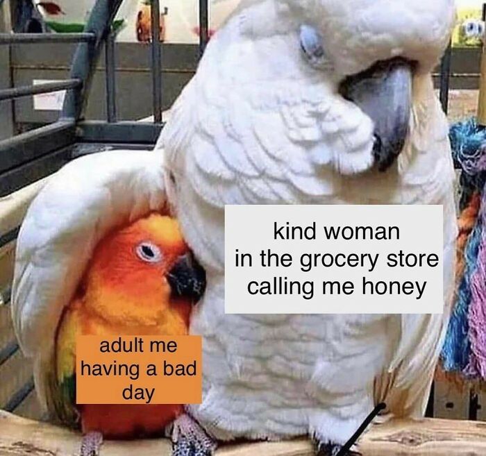 Birds-Memes-Funny-Images