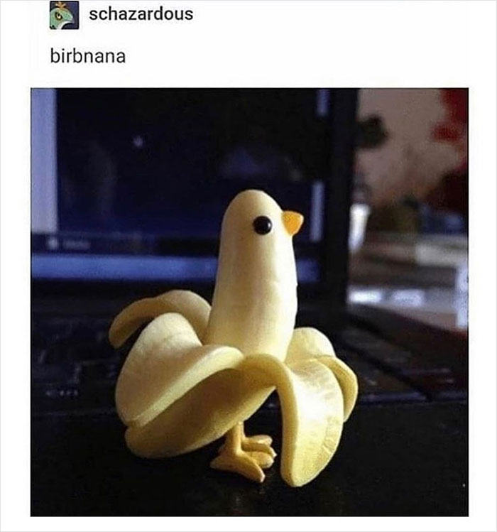 Birds-Memes-Funny-Images