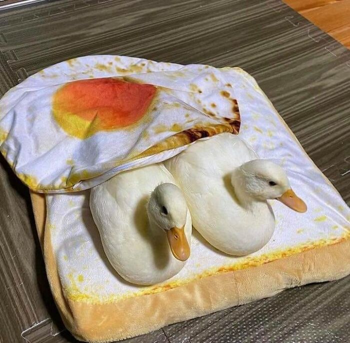 Birds-Memes-Funny-Images