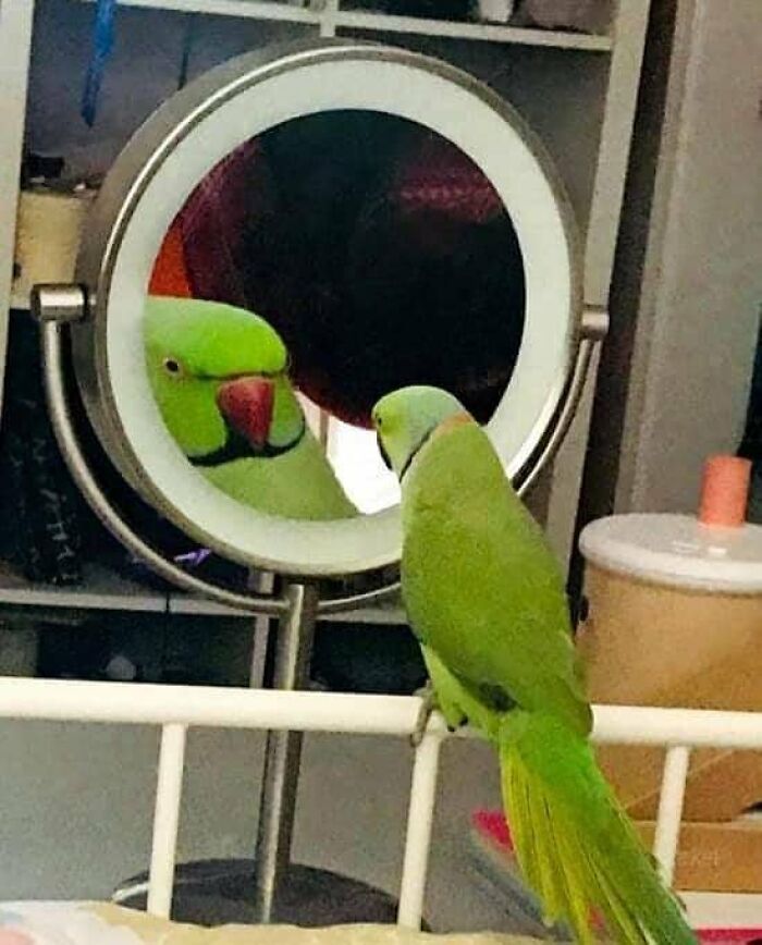 Birds-Memes-Funny-Images