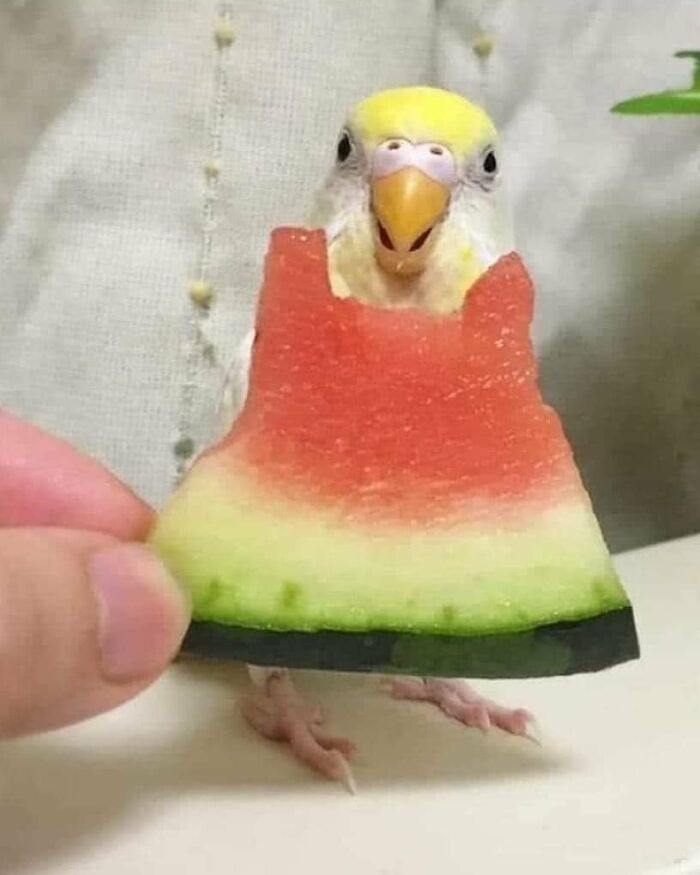 Birds-Memes-Funny-Images