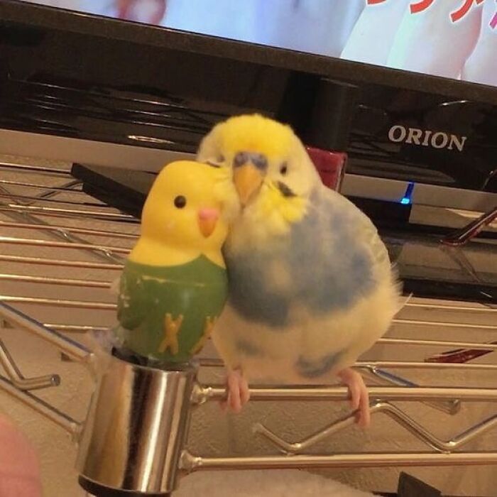 Birds-Memes-Funny-Images