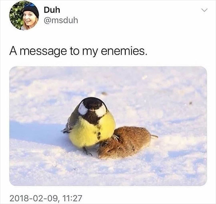 Birds-Memes-Funny-Images