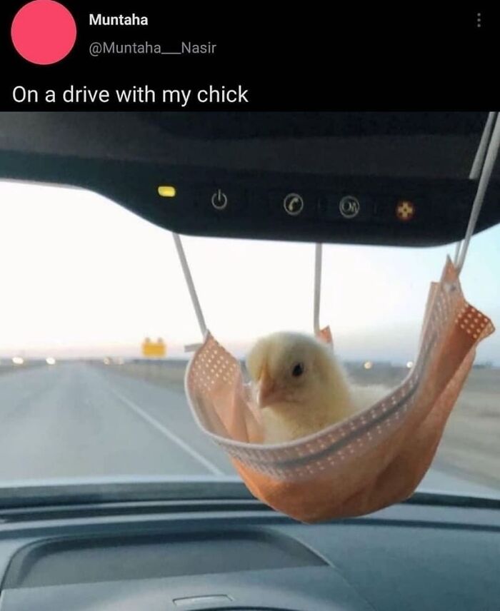 Birds-Memes-Funny-Images