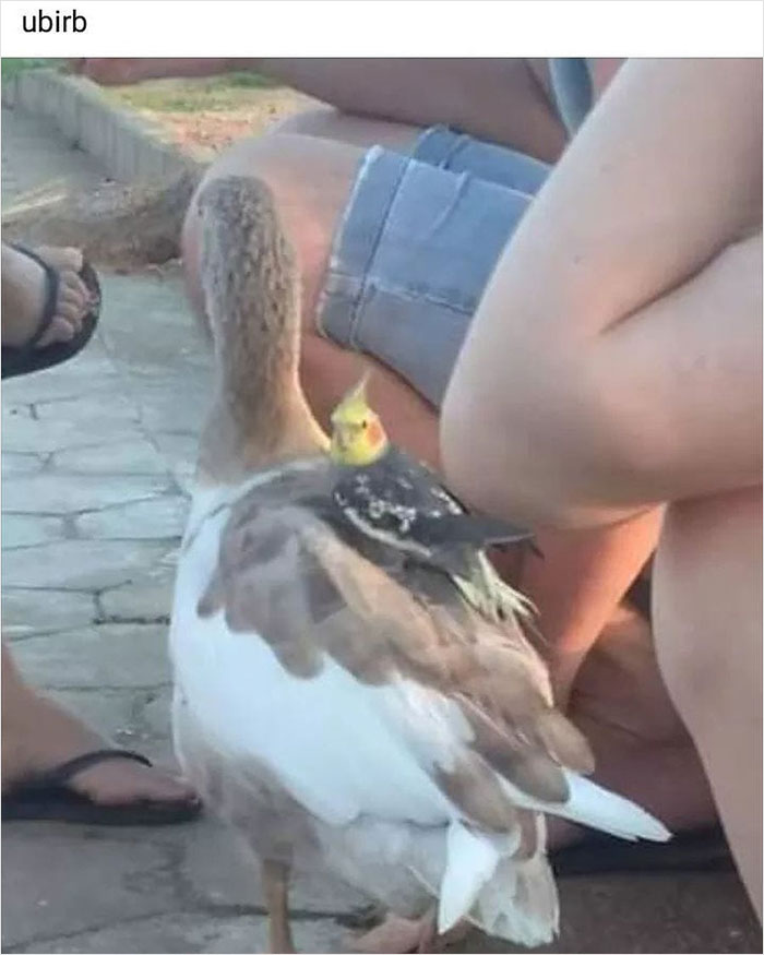 Birds-Memes-Funny-Images