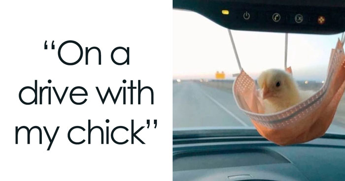 39 Giggle-Worthy Memes Where Birds Took Center Stage