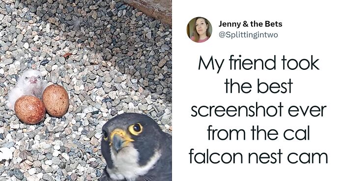 50 “Cursed” Pictures Shared By The ‘Birds With Threatening Auras’ Online Page