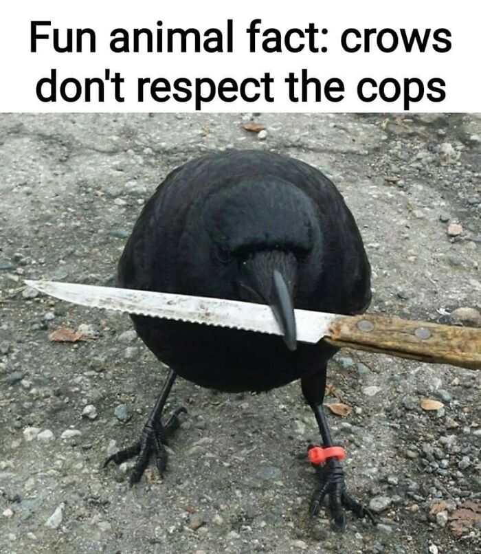 Birds-With-Threatening-Auras