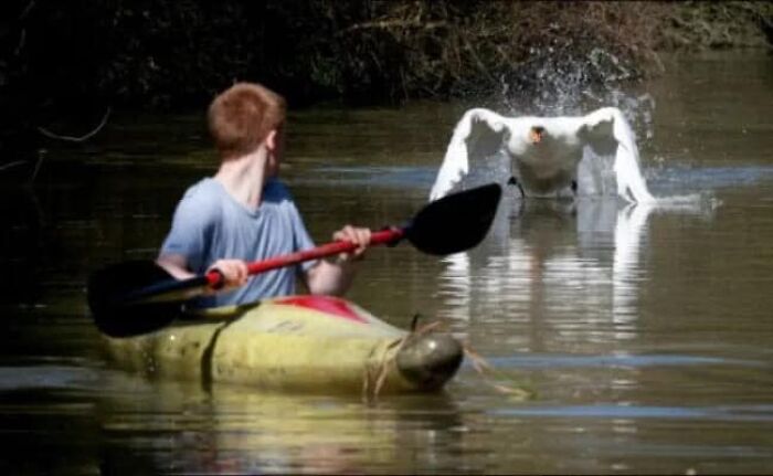 Birds-With-Threatening-Auras