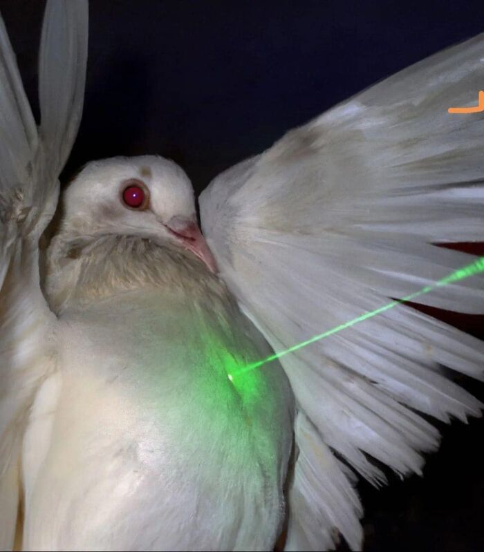 Birds-With-Threatening-Auras