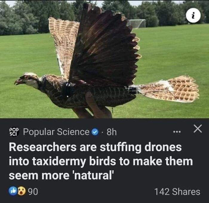 Birds-With-Threatening-Auras