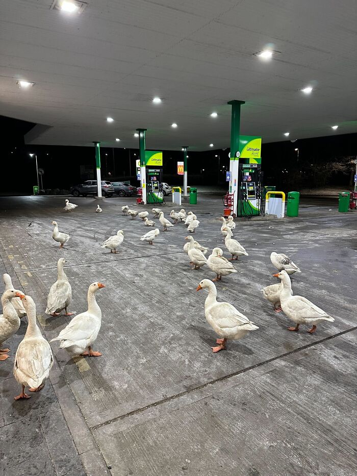 Birds-With-Threatening-Auras