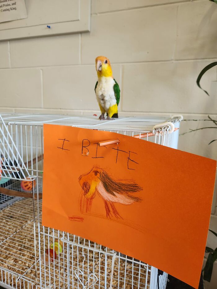 Birds-With-Threatening-Auras