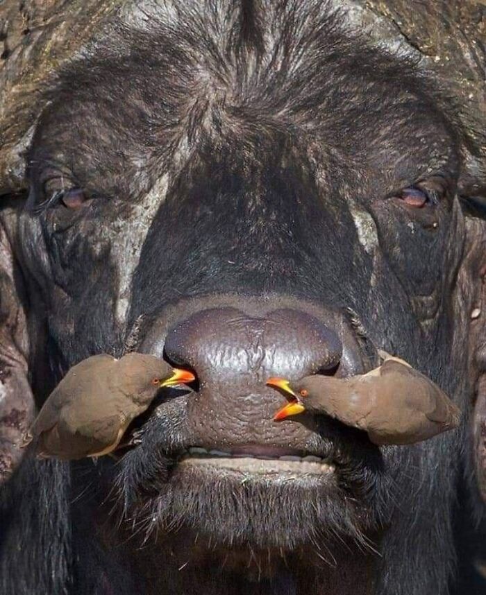 Birds-With-Threatening-Auras