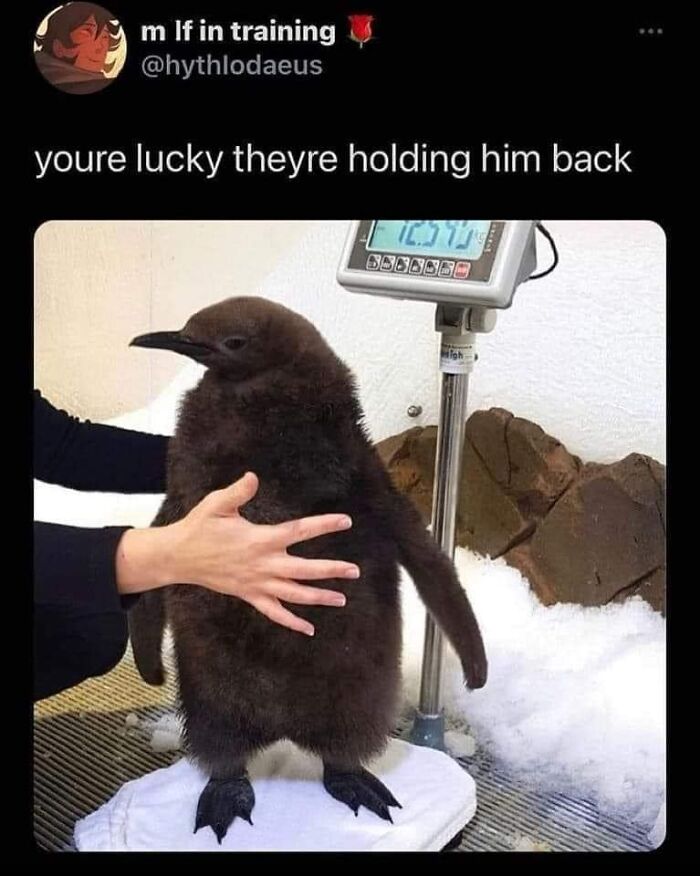 Birds-With-Threatening-Auras